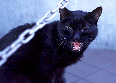Black Cat With Scarred Eyes