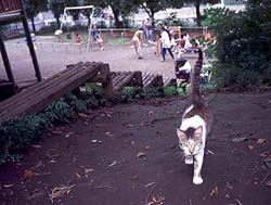 Zarazara Cat Approaching 1999/07/17