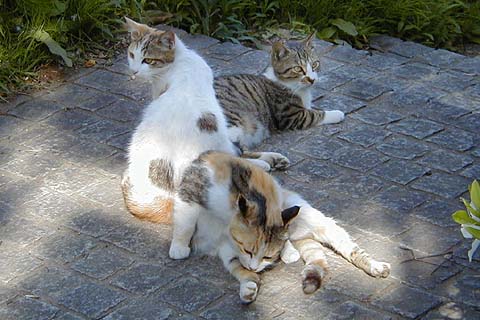 [3 Kittens in Seseragi-Park]