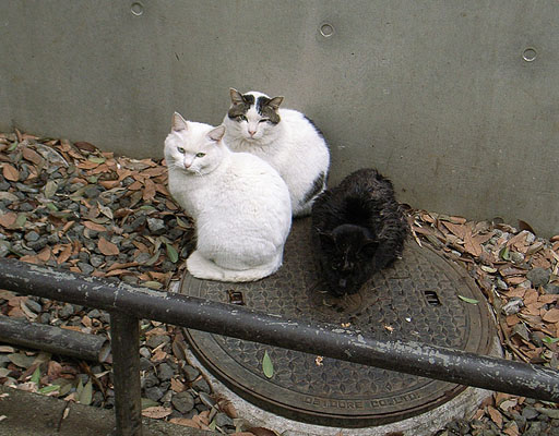 3 Cats Waiting In Morning
