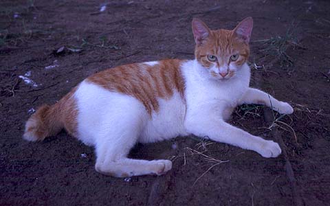 Dango Shippo Cat