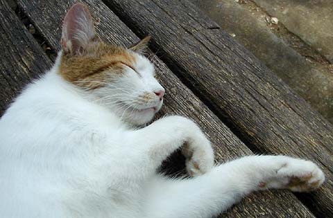 Sleeping MikeHishi Cat