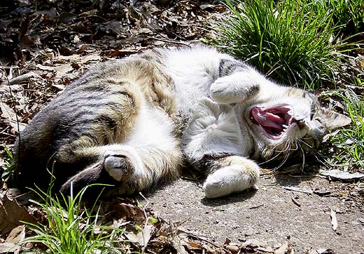 Yawning MiniAni-Cat