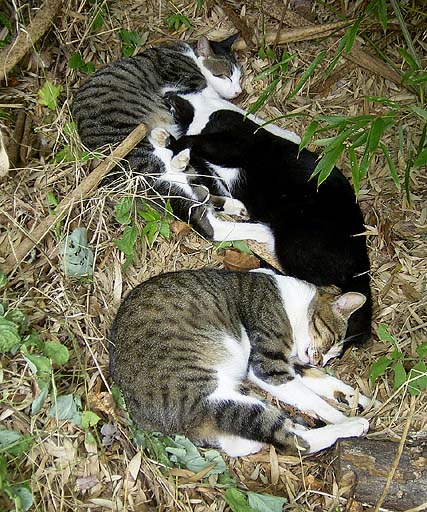Sleeping 3 Cats