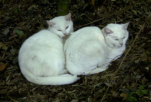 White Twin Cats