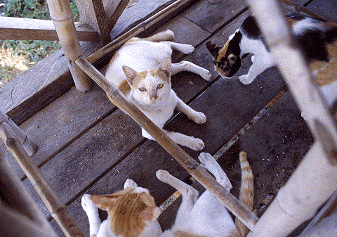 Cats below Table in Samui