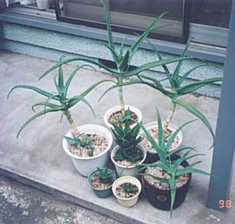 Growing Aloe