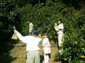 大附みかん山01