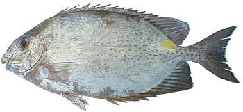 ���܂�����