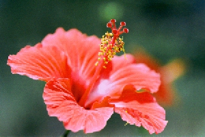 �摜�E�n�C�r�X�J�X