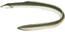 EiM