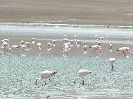 O[iExf Laguna Colorada