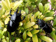 NK^V Stag Beetles