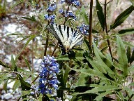 AQn Butterfly
