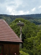 REmg̑ Nest of Stork