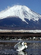 xmRƔ@Mt.fuji and Swan