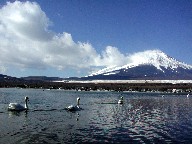 xmRƎR΁@Mt.fuji and Lake Yamanaka