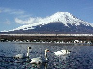xmRƔ@Mt.fuji and Swans