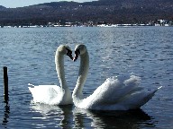 ƎR΁@Swans and Lake Yamanaka