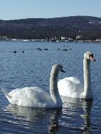 ƎR΁@Swans and Lake Yamanaka