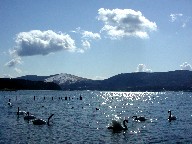 ƎR΁@Swans and Lake Yamanaka