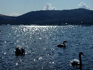 ƎR΁@Swans and Lake Yamanaka