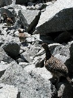 ̐eq@a family of Ptarmigan