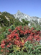 xƍgt@Yari and leaves in autumn colors