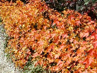 gt Red leaves