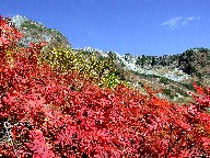 k䍂xƍgt@Kita-Hotaka and Red leaves