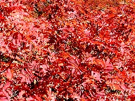 ̍gt Red leaves