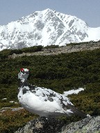 @Ptarmigan