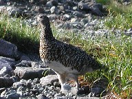 @Ptarmigan