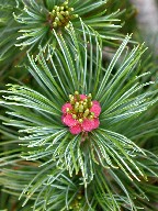 nC}c@Dwarf Siberian pine
