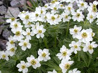 nNTC`Q@anemone narcissiflora 