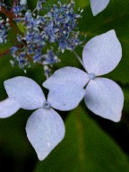 ԁEF@Blue flower