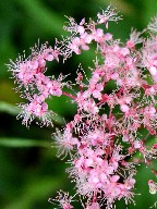 ԁEԐF@Red flower