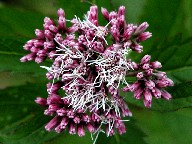 ԁEԐF@Red flower