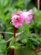 ԁEԐF@Red flower