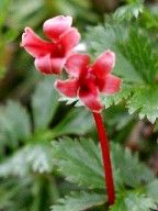 ԁEԐF@Red flower