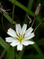 ԁEF@White flower