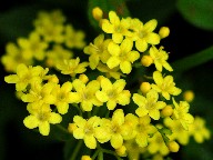 ԁEF@Yellow flower