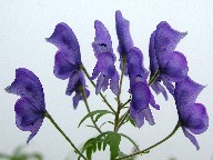ԁ@Flower