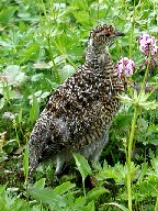 @Ptarmigan