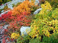 gt Leaves in autumn color