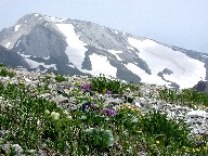 xƉԁ@Hakuba-Yari and flowers