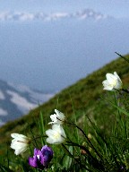 Ԃƙx@Tsurugi-dake and Flowers