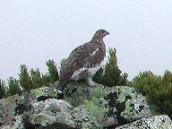  Ptarmigan