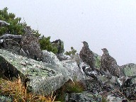  Ptarmigan