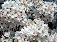  Cherry trees